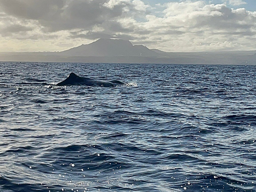 Whales Watching & Swimming With Dolphins In Mauritius-塔玛琳必去景点