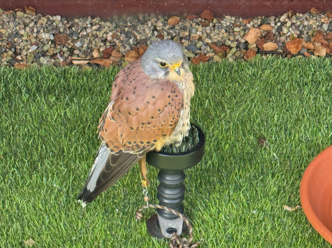 Kielder Water Bird of Prey Centre-Kielder必去景点