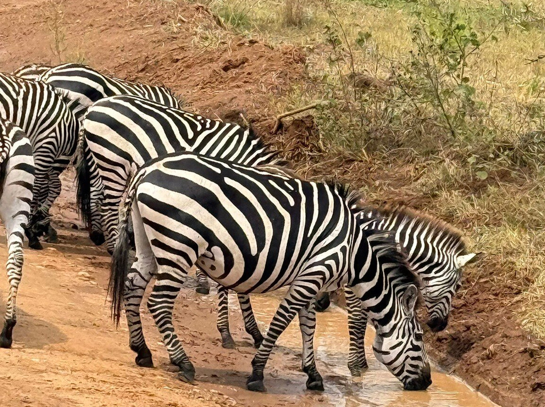 Wild Whispers Africa-马辛迪必去景点