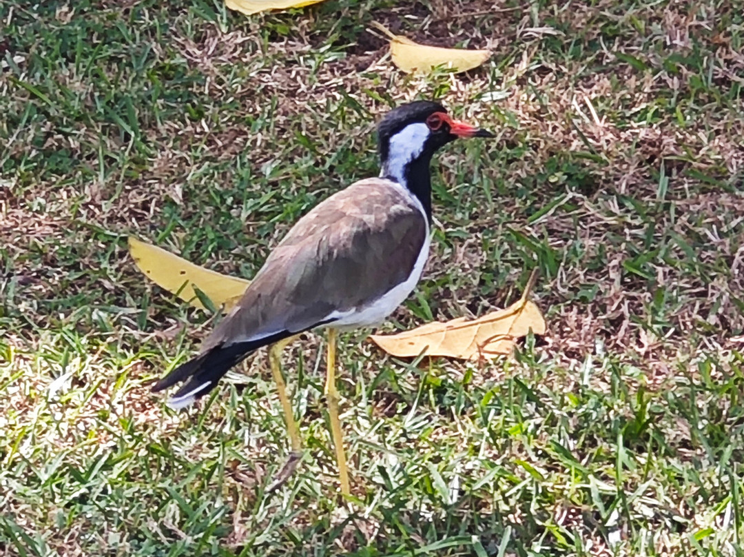 Tira Travels (pvt) Ltd-卡图纳耶克必去景点