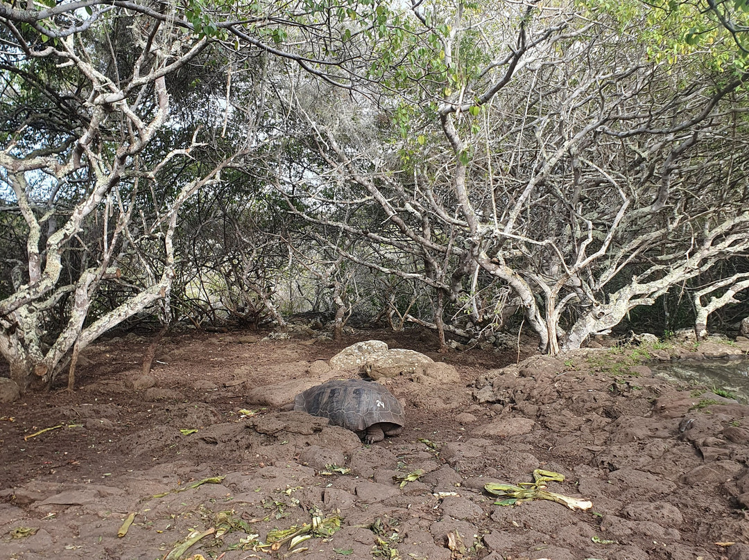 Galapaguera de Cerro Colorado-圣克里斯托瓦尔必去景点
