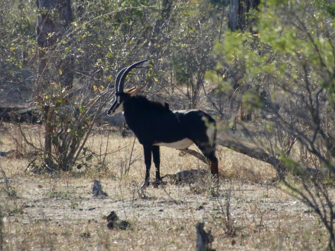 Mahango Game Reserve-奥奇瓦龙戈必去景点