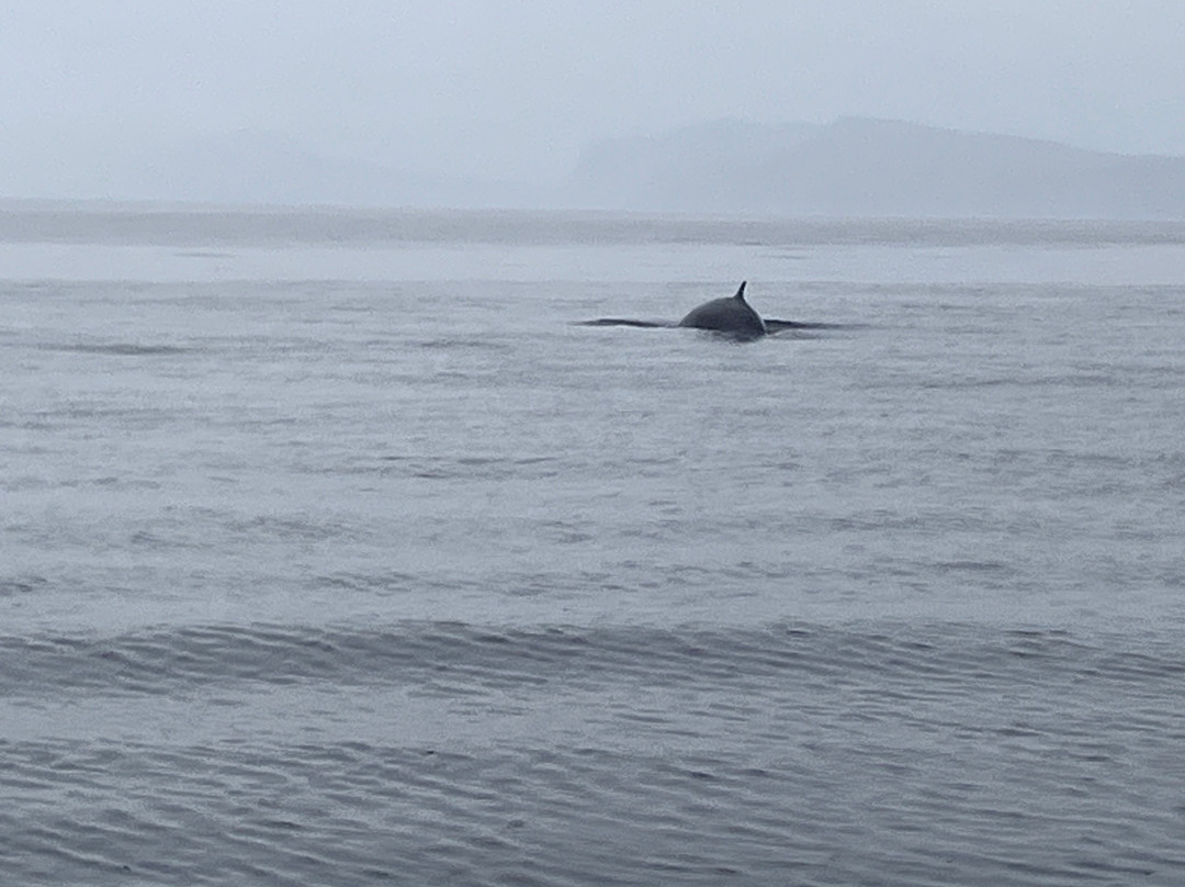 Hebridean Whale Cruises-盖尔洛赫必去景点