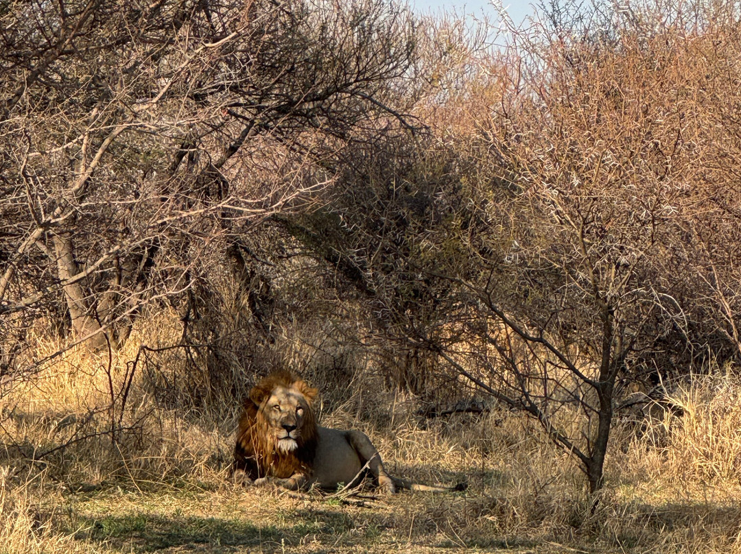 Wildside Tours and Safaris - Day Tours-约翰内斯堡必去景点