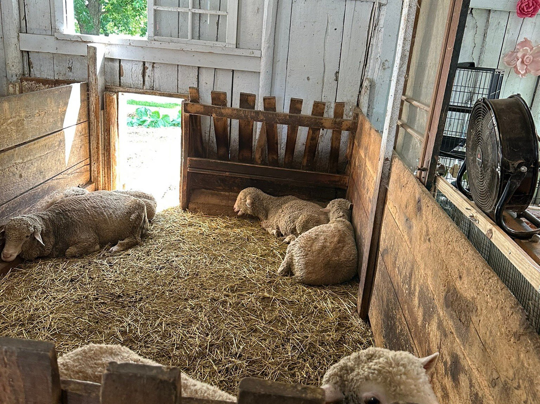 Grandpa Tiny's Farm-弗兰肯默斯必去景点