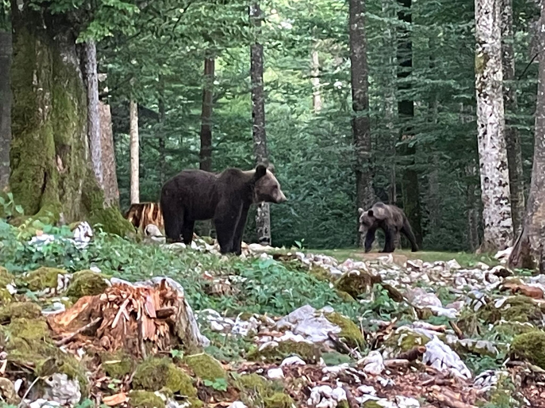 Slovenian Bears-Stari Trg pri Lozu必去景点