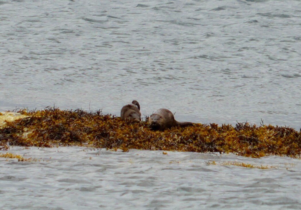 Mull Magic Wildlife - Day Tours-Tobermory必去景点