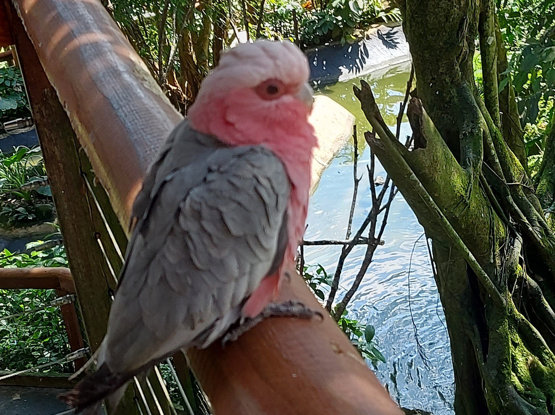 Birdworld Kuranda-库兰达必去景点