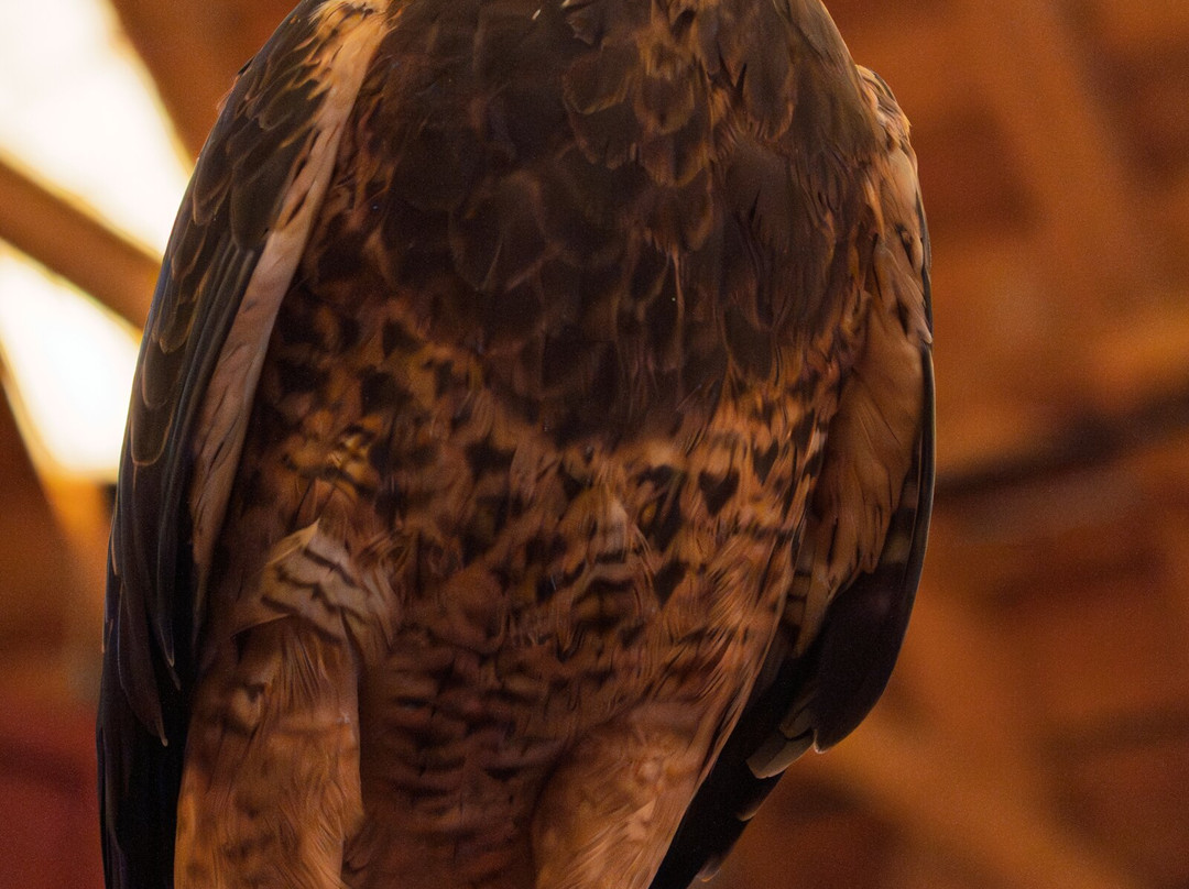 Teton Raptor Center-威尔逊必去景点