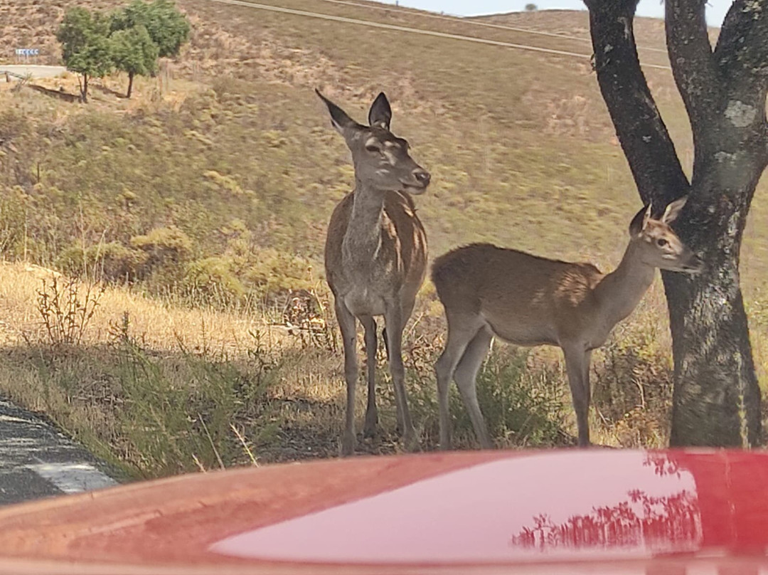 Barco del Tajo - Reserva de la Biosfera de Monfragüe-Serradilla必去景点