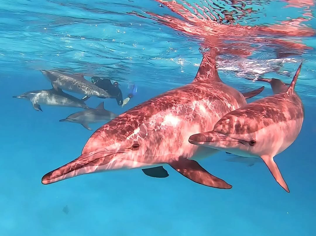 Sataya Dolphin Reef-马萨阿拉姆必去景点