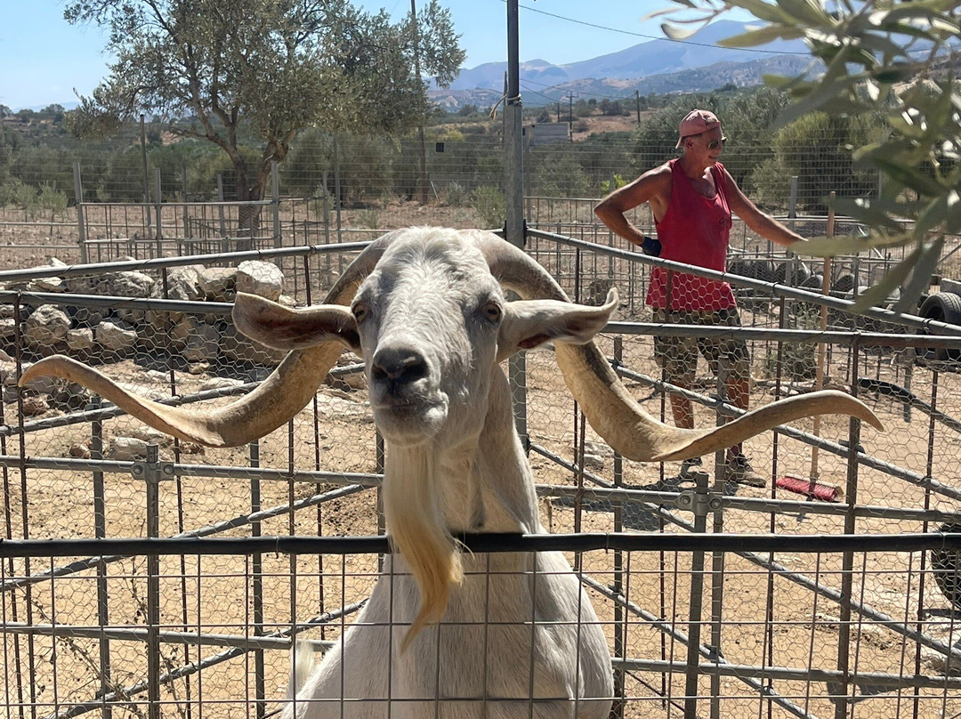 Patricia's Animal Farm