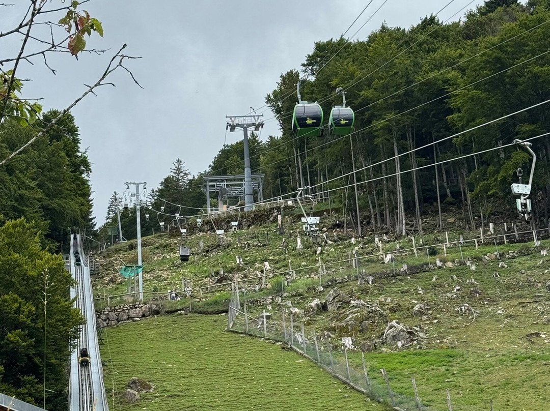 Steinwasen Park-Oberried必去景点