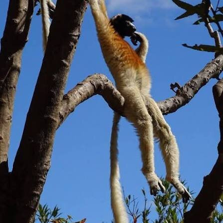 狐猴公园-安塔那那利佛必去景点