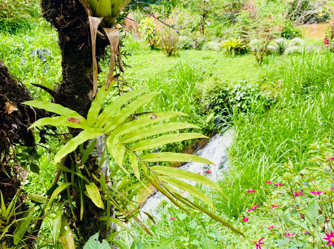 Lucky Bug B & B主图