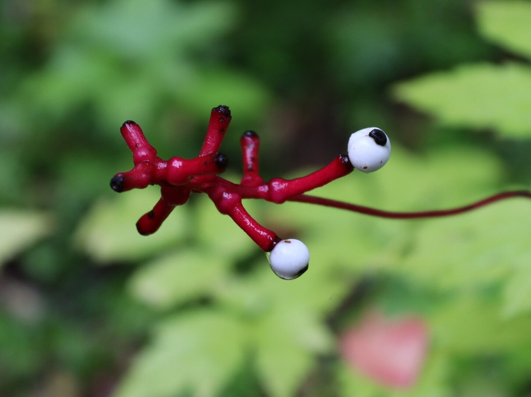 Cluny House Gardens-Aberfeldy必去景点