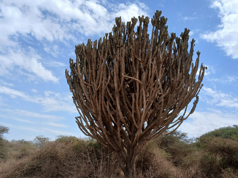 Pamoja Kilimanjaro & Safaris-莫西必去景点