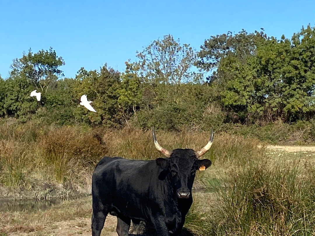 La Camargue d’antan