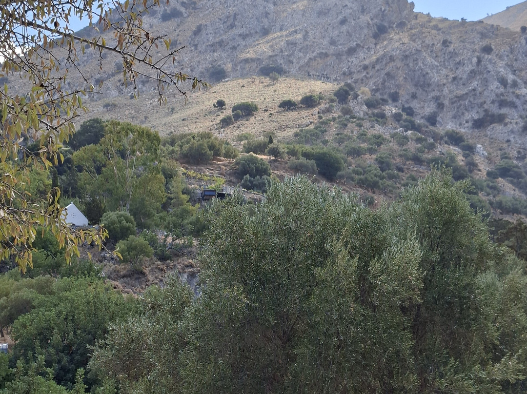 Azorias Ancient Olive Tree-Kavousi必去景点