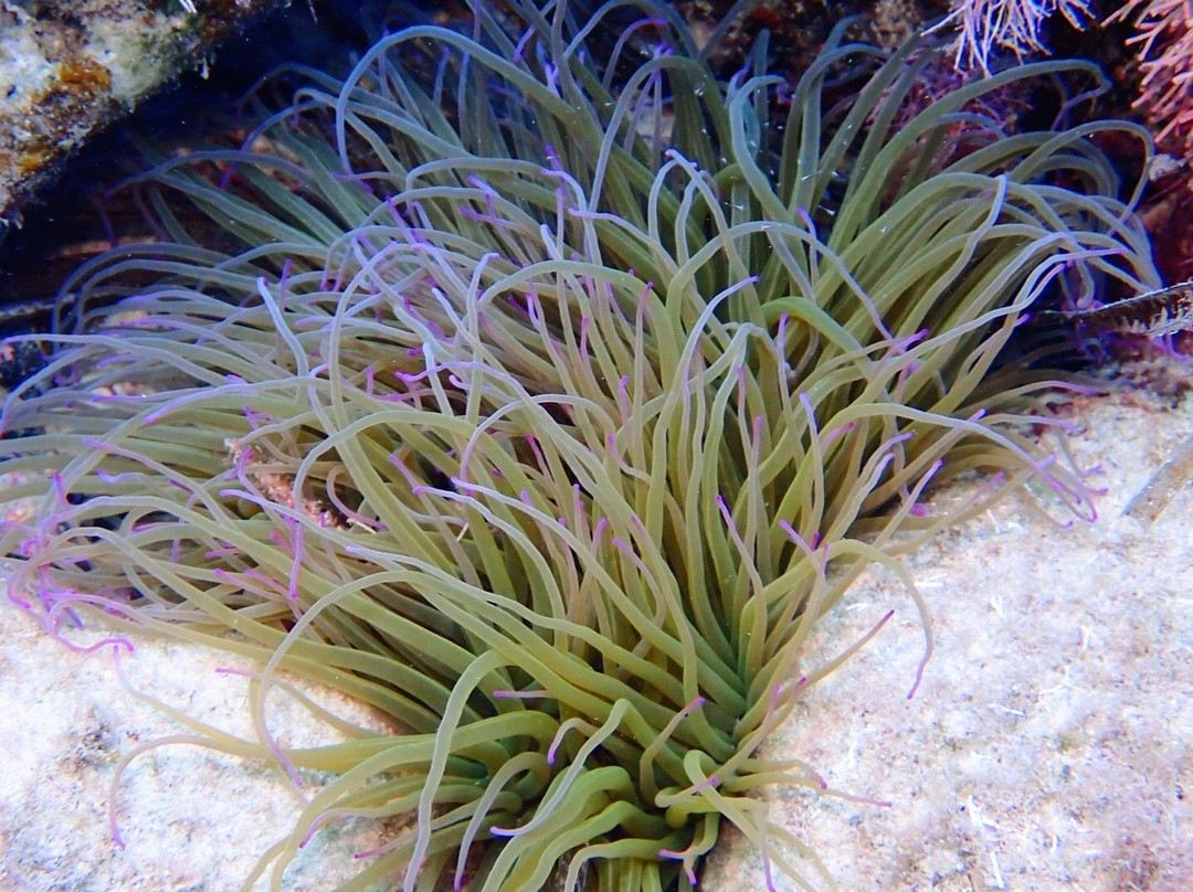 Divestar Ibiza Vip-圣欧拉利娅尔德里奥必去景点