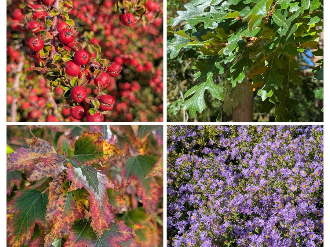 Idaho Botanical Garden-博伊西必去景点