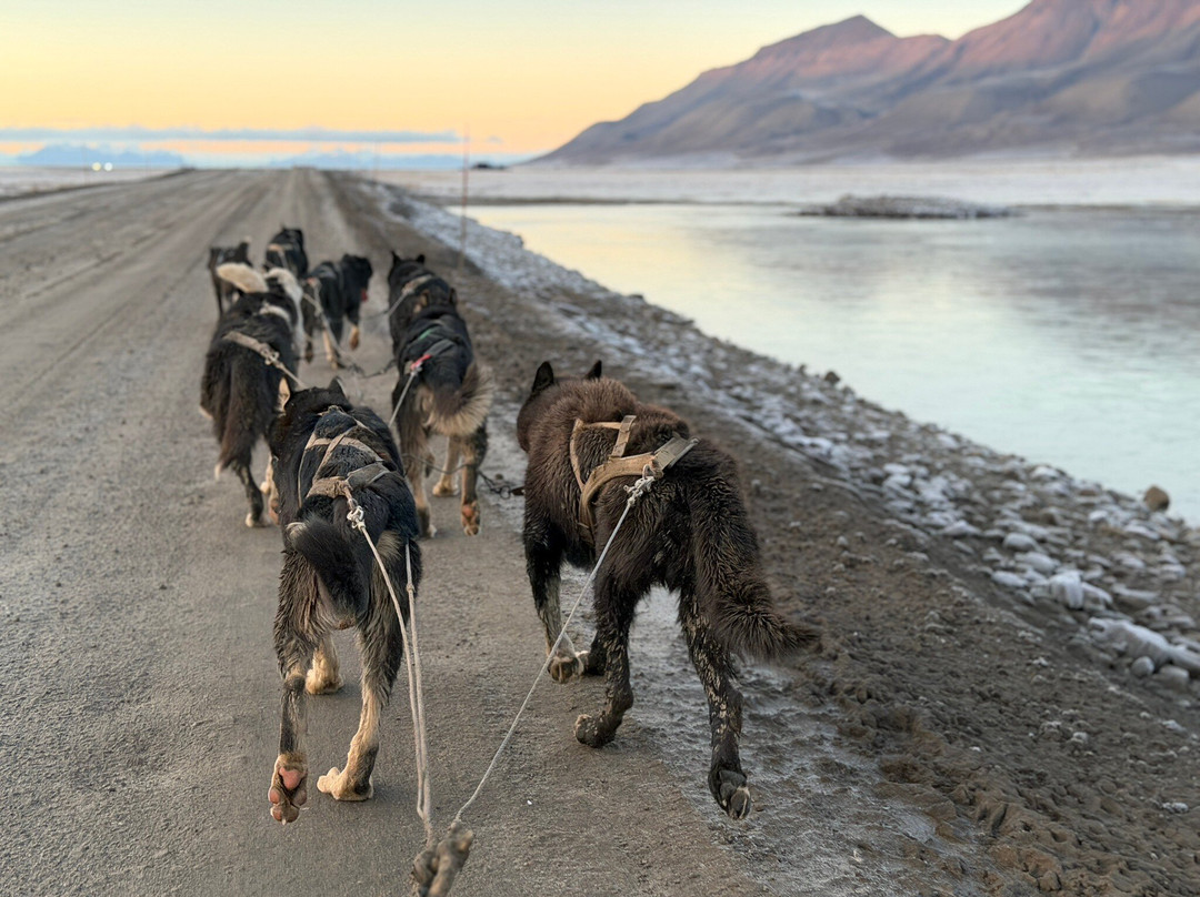 Green Dog Svalbard-朗伊尔城必去景点