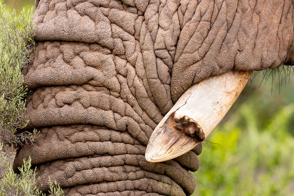 Pumba Private Game Reserve Day Safari-格拉罕镇必去景点