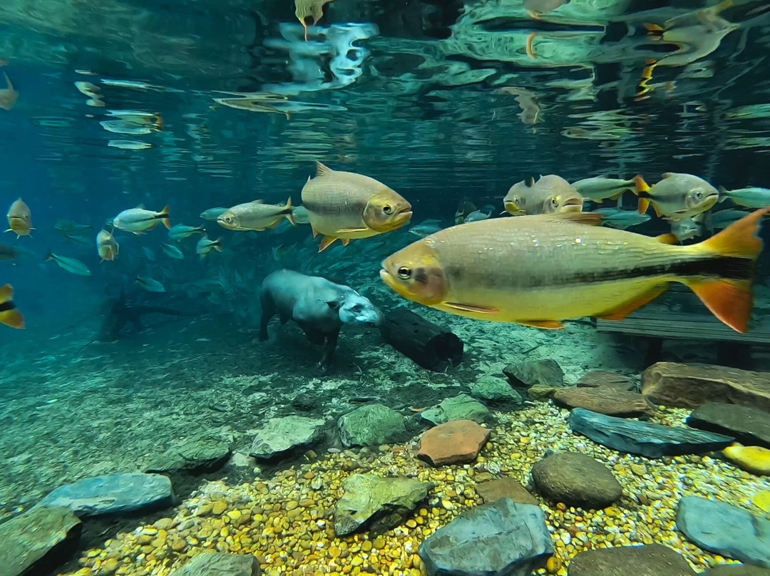 Rio da Prata-南马托格罗索州必去景点