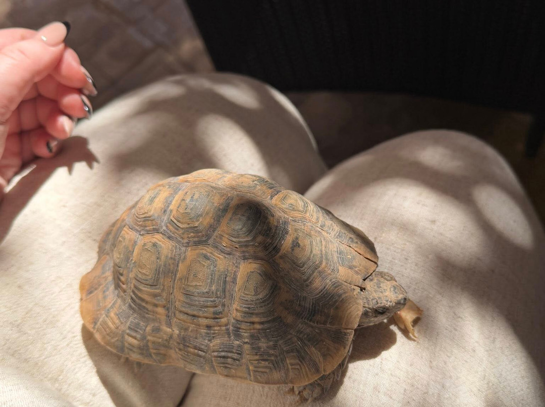 El Miria Palais Riad主图