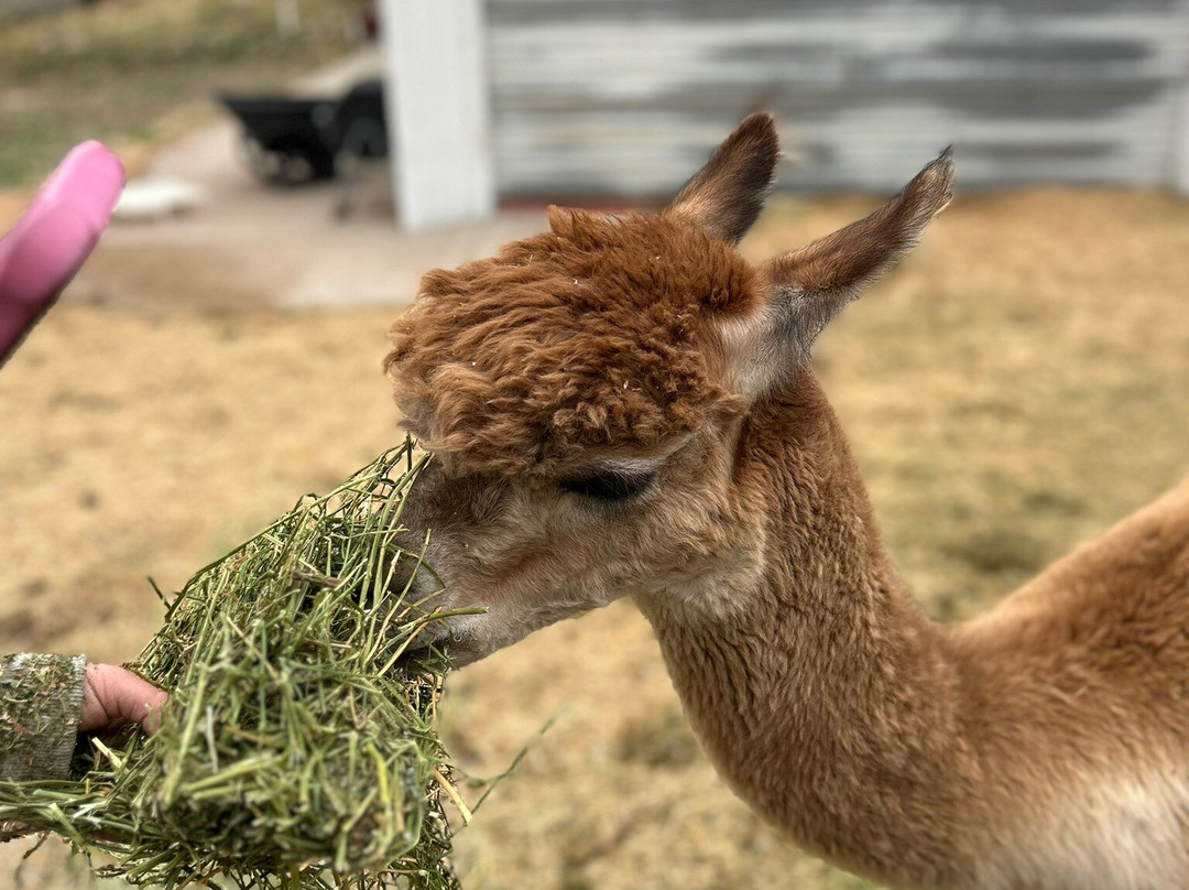 Smooth Alpaca Experience-Morrison必去景点