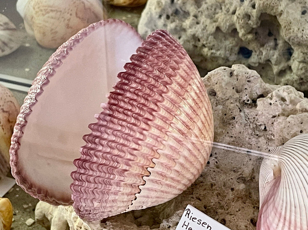 Muschelmuseum Hooksiel-Wangerland必去景点