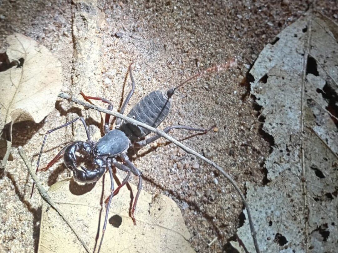 Popham's Arboretum-丹布拉必去景点