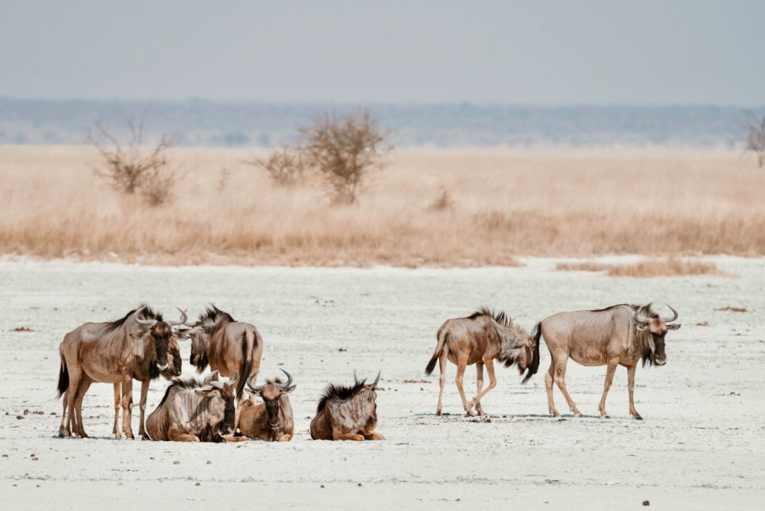 Namibia Tours & Safaris-斯瓦科普蒙德必去景点