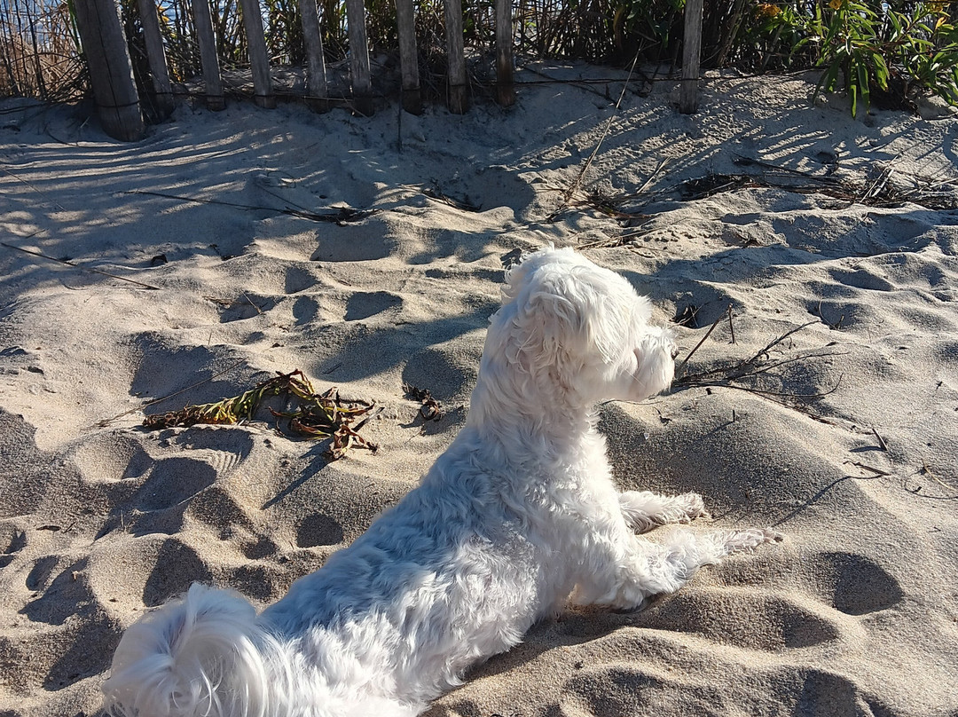 Hotel Bethany Beach主图