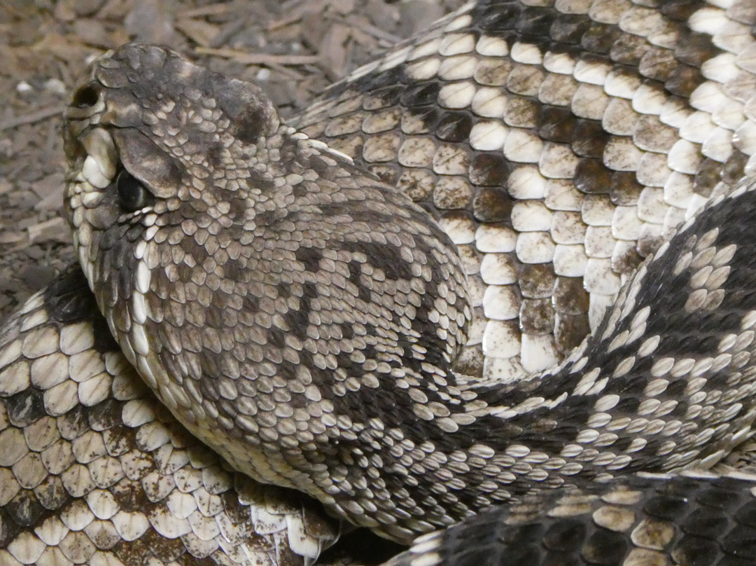 American International Rattlesnake Museum-阿尔伯克基必去景点