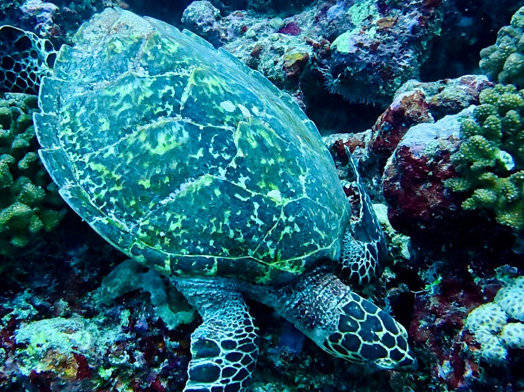 Amphibuzz Dive-Thulusdhoo Island必去景点