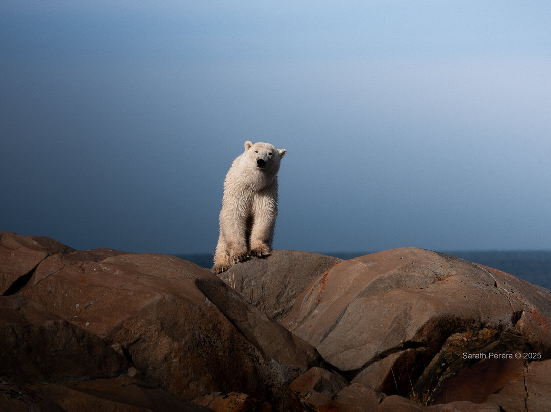 Discover Churchill Tours-丘吉尔必去景点