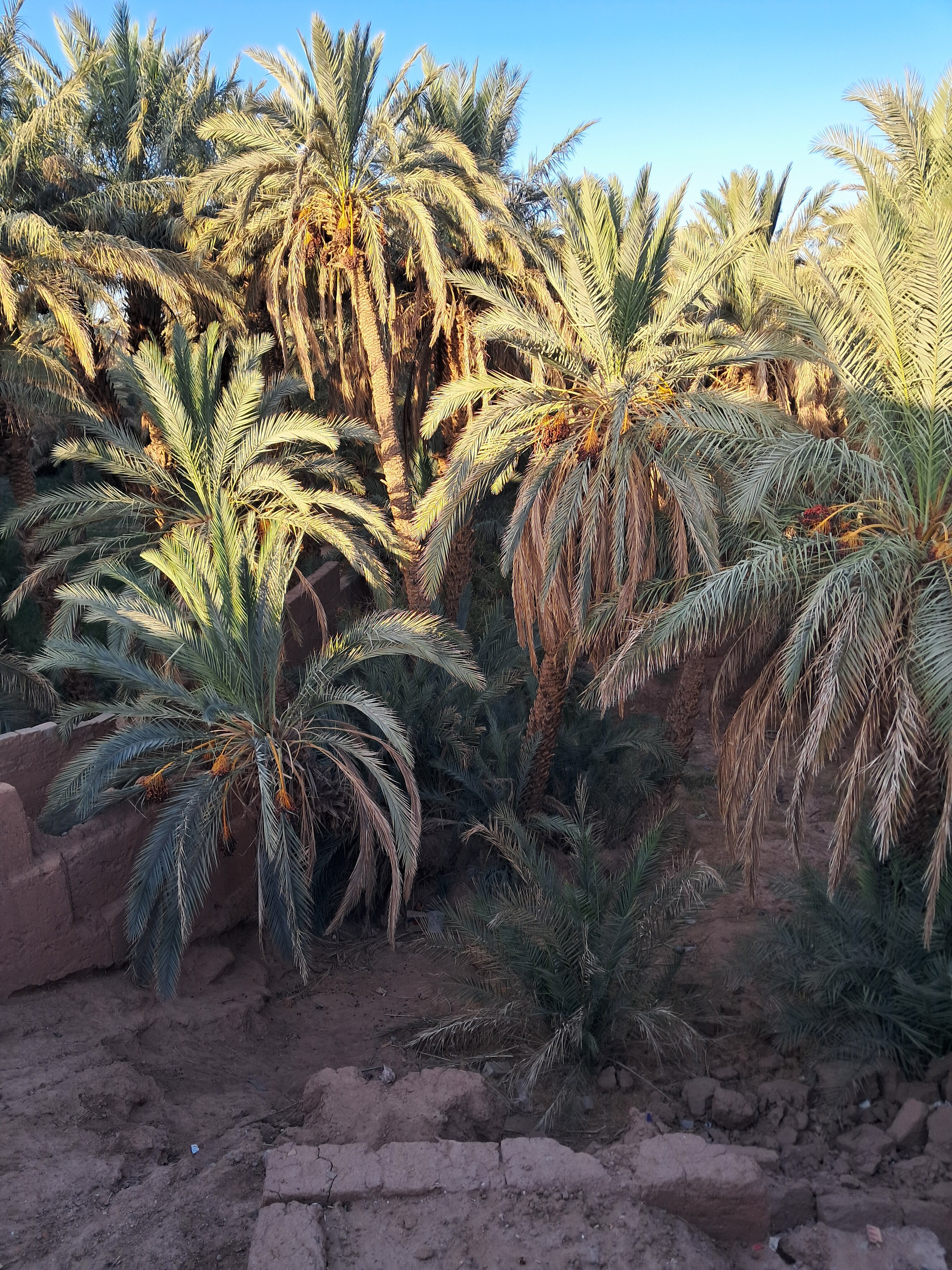 La Petite Kasbah-官方