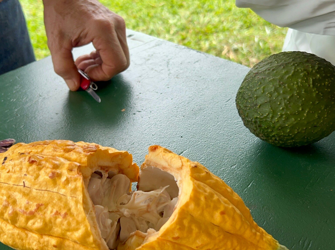 Houlau Farm Chocolate-基拉韦厄必去景点