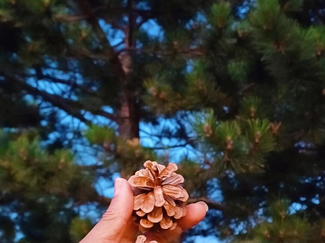 Station du Mont Serein-Beaumont-du-Ventoux必去景点