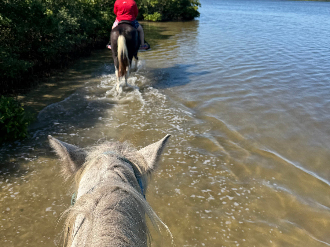 Florida Beach Horses-布雷登顿必去景点