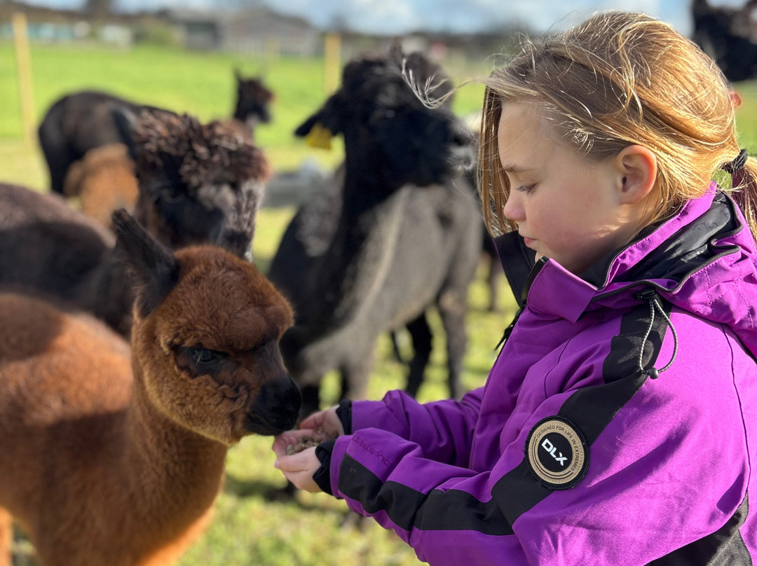 Sweet Home Alpaca-Roch必去景点