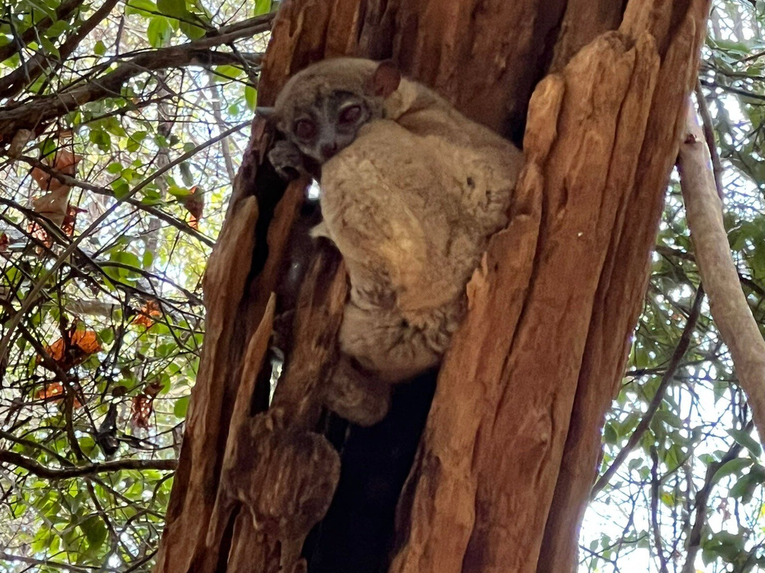 Ankarana Special Reserve-迪亚哥苏亚瑞必去景点