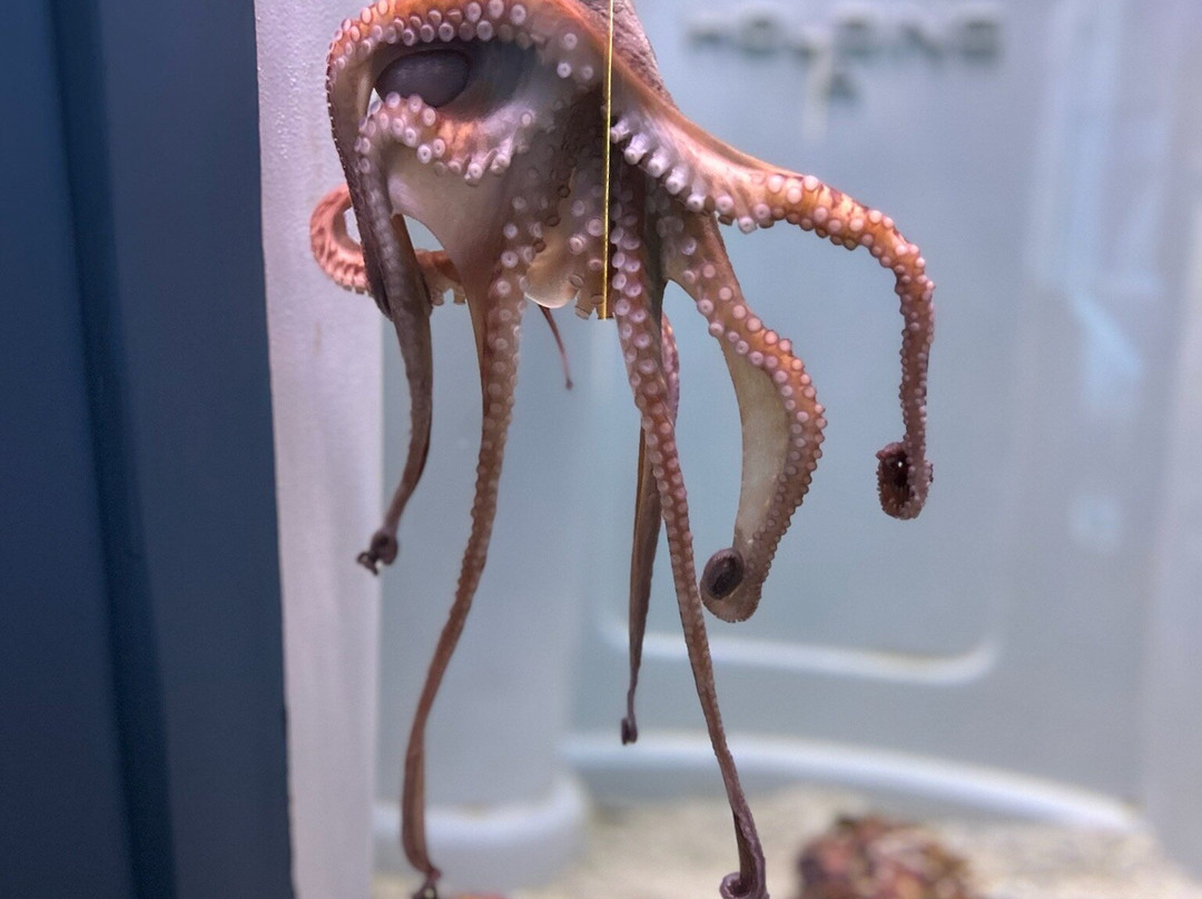 SeaWorld Yas Island Abu Dhabi-阿布扎比必去景点