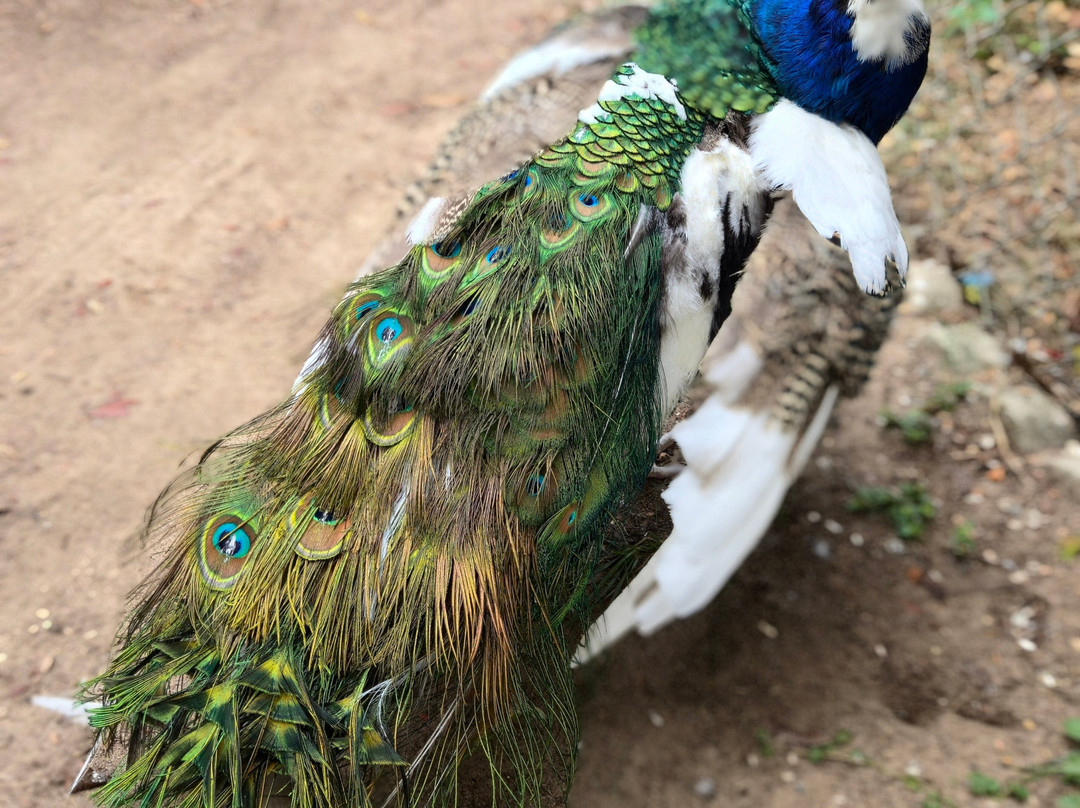 Uncle Sandy's Macaw Bird Park-彭萨科拉必去景点
