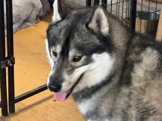 天狼星雪橇狗和极光之旅-费尔班克斯必去景点