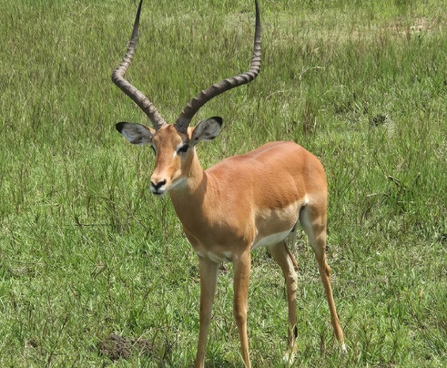 Hills in the Mist Tours-吉佳利必去景点