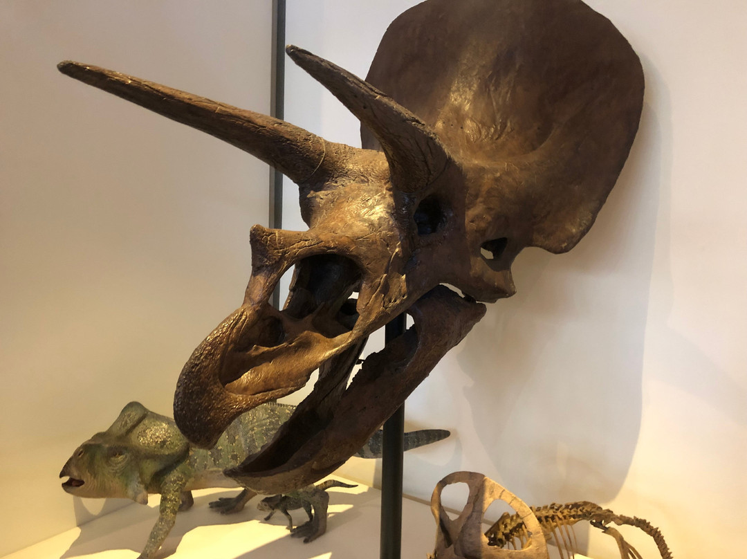 维多利亚女王博物馆和美术馆-朗塞斯顿必去景点