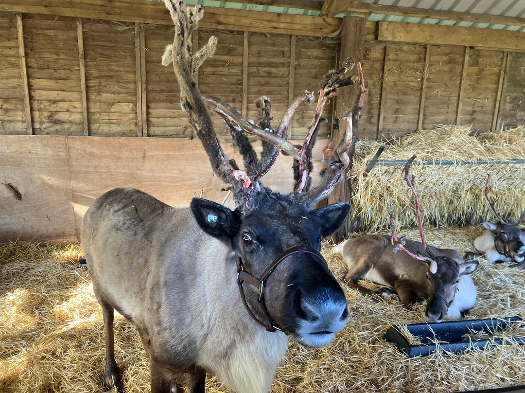 The Cotswold Reindeer Herd-赛伦塞斯特必去景点