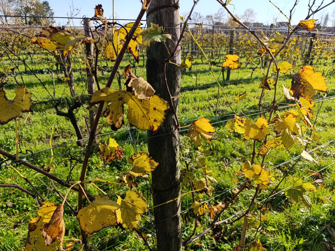 Venissa-Mazzorbo必去景点